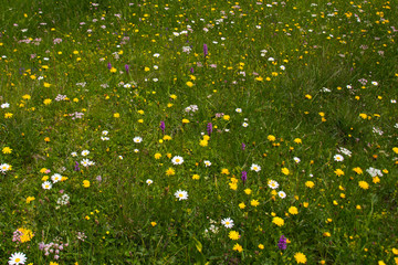 bunte Blumenwiese 