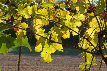 Weinlaub im Herbst