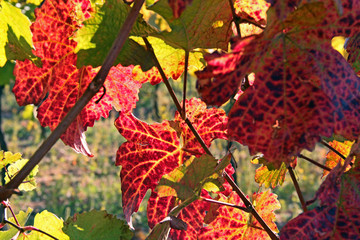 Rotes Weinlaub im Herbst