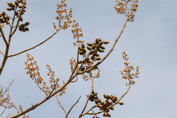 Blüten und Früchte des Blauglockenbaumes, Paulownia tomentose