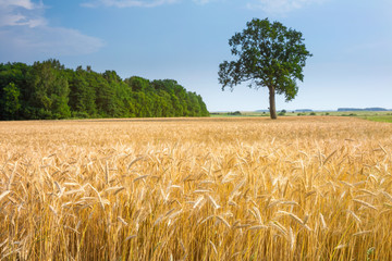 Naklejka premium The large old oak tree alone grows lonely in the wheat field. Calm and tranquility of rural life. Good summer weather. Time to harvest.