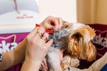 Treatment of dog lice in veterinary medicine. Flea drops