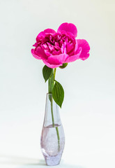 Pfingstrose lila in einer Vase