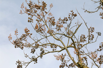 Blüten und Früchte des Blauglockenbaumes, Paulownia tomentose