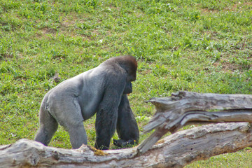 Naklejka premium Side view of a gorilla in the zoo