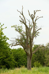 Kahler Baum