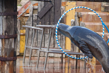 Seal in the Zoo, passing through a hoop