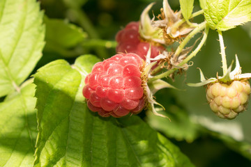 Raspberry ripe berry with beneficial healing properties for design