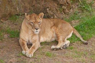 Naklejka na ściany i meble Lying down female lion in a zoo