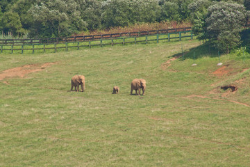 Elephant family in the nature park of Cabarceno in Spain