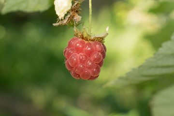 Raspberry ripe berry with beneficial healing properties for design