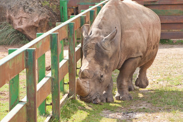 Fototapeta premium Head portrait of a Rhino in the zoo