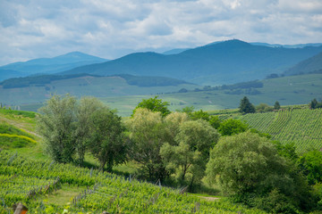 Obraz premium Elsass nahe Saint Hippolyte im Frühsommer
