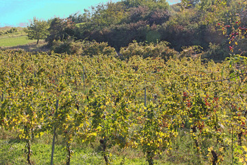Fototapeta na wymiar Weingarten im Herbst im Burgenland