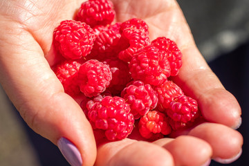 Fresh raspberry in farmers hand. Close up