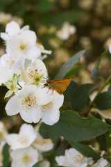 white flowers of apple tree