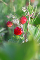 raspberry on a bush