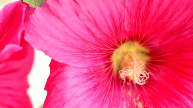 Hollyhock, macro of the flower