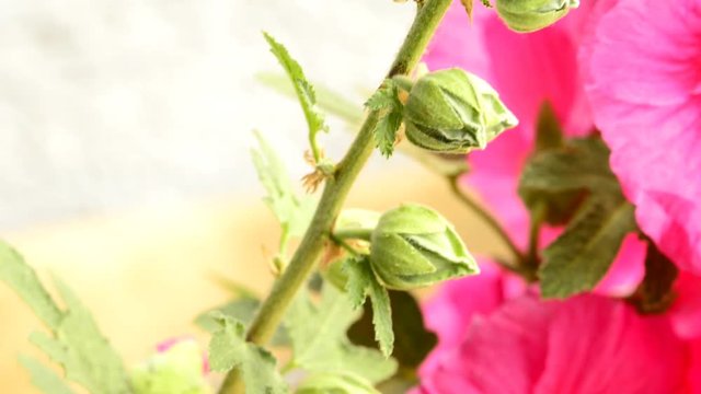 Hollyhock, macro of the flower
