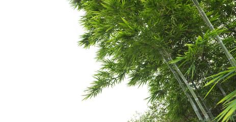 Beautiful Green Bamboo  forest