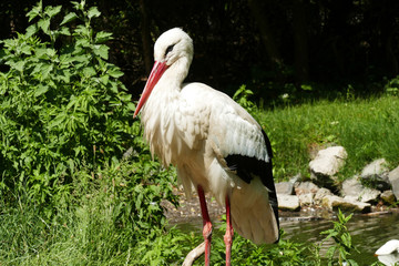 Storch im Burgenland