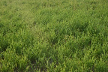 green grass lawning background in morning moment 