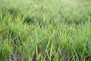 Obraz premium green grass lawning background in morning moment 