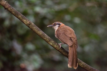 Greater Necklaced Laughingthrush on branch in nature