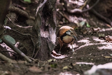 Greater Necklaced Laughingthrush on branch in nature