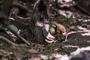 Greater Necklaced Laughingthrush on branch in nature