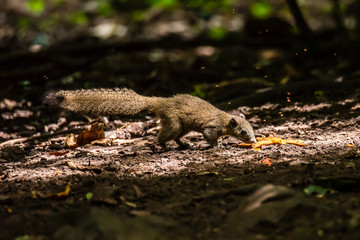 Grey-bellied squirrel on tree in forest