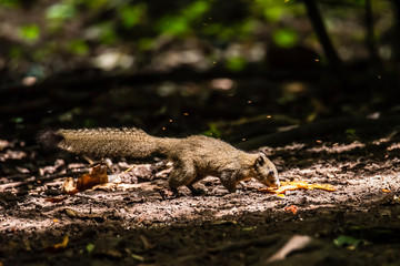 Grey-bellied squirrel on tree in forest