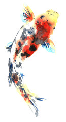 Koi fish. Watercolor design. Asian style. Illustration
