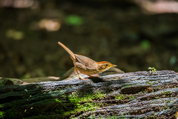 Spectacled Bulbul (Pycnonotus erythropthalmos) in Borneo