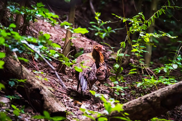 Chicken head red (Gallus gallus)