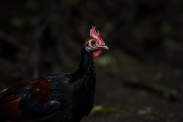 Neck Chicken breed, Gallus gallus