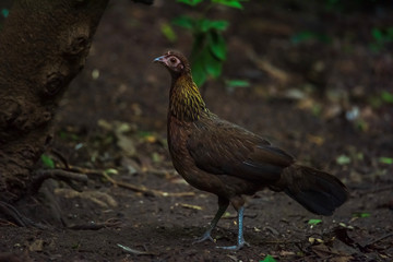 Bankivahoen, Red Junglefowl, Gallus gallus gallus
