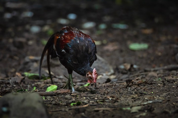 Chicken junglefowl red (Gallus gallus)