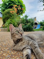 Gata en el jardin. Ojos curiosos