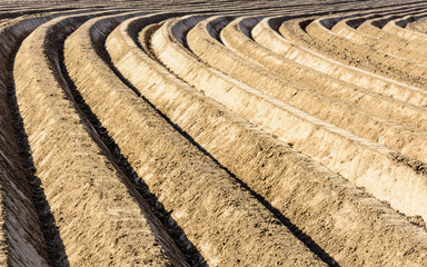 Deep and regular, curved furrows in a freshly plowed field planted with potato in the belgian countryside.