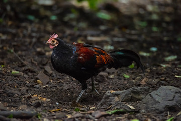 Chicken head red (Gallus gallus)