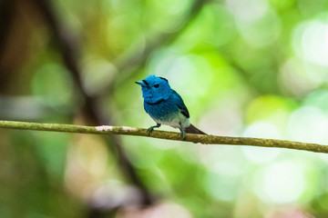 Black-naped Monarch ( Hypothymis azurea ) in real nature in Thailand