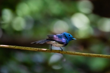 Black-naped Monarch ( Hypothymis azurea ) in real nature in Thailand