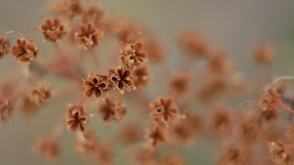 macro