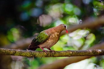 Emerald dove or Green Pigeon,
