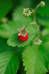 red berry in summer garden