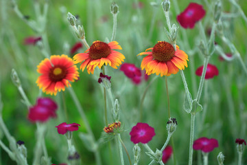 colorful flowers ib sunner garden