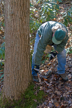 Arborist Examining a Tree