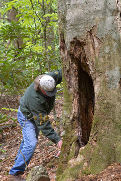 Tree Doctor Examining a Large Tree