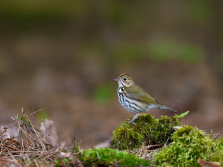 Ovenbird Perched on Log Covered in   Moss in Spring